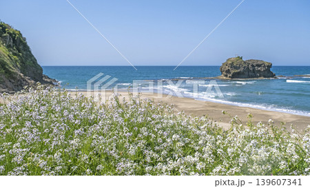 初夏の白兎海岸 初夏の白兎海岸 139607341