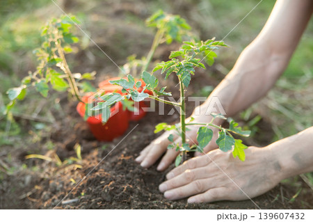 トマトの苗を植える 139607432