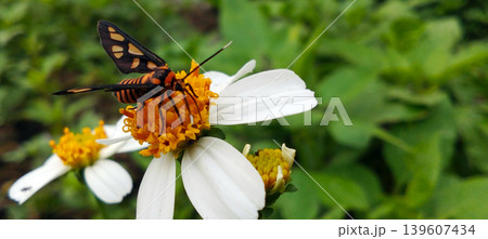 An orange and black butterfly landed on a white flower. An orange and black butterfly landed on a white flower. 139607434