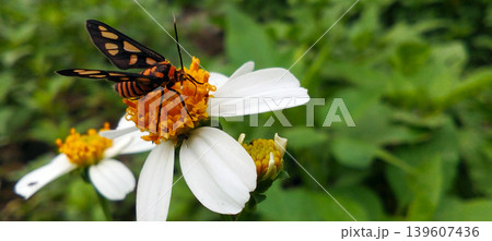 Macro photo of a black and orange butterfly perched on a white wildflower with a bright yellow center. Macro photo of a black and orange butterfly perched on a white wildflower with a bright yellow center. 139607436