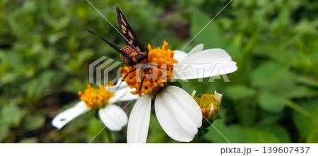Macro photo of a black and orange butterfly perched on a white wildflower with a bright yellow center. Macro photo of a black and orange butterfly perched on a white wildflower with a bright yellow center. 139607437