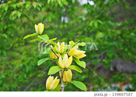 黄色いモクレンの花(春、四月) 黄色いモクレンの花(春、四月) 139607587