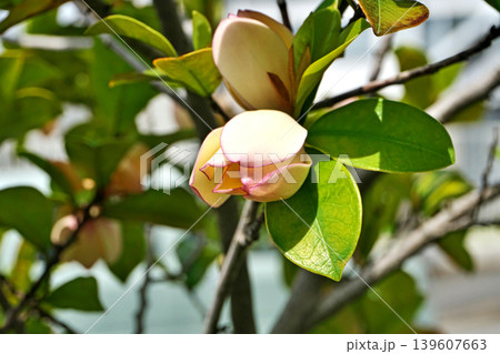カラタネオガタマの花(春、四月) カラタネオガタマの花(春、四月) 139607663