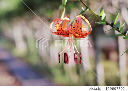 美しいオニユリの花 139607702