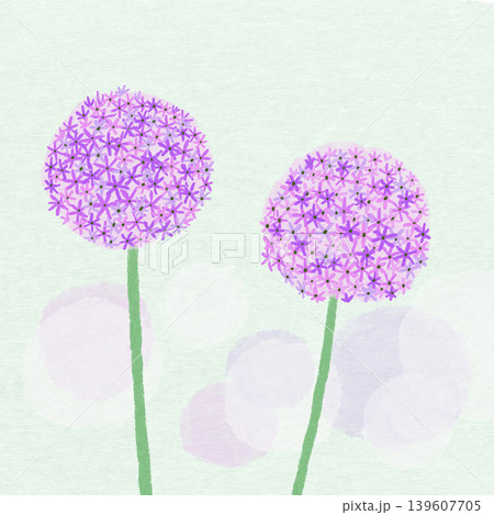 巨大なネギボウズのような花 アリウム 巨大なネギボウズのような花 アリウム 139607705