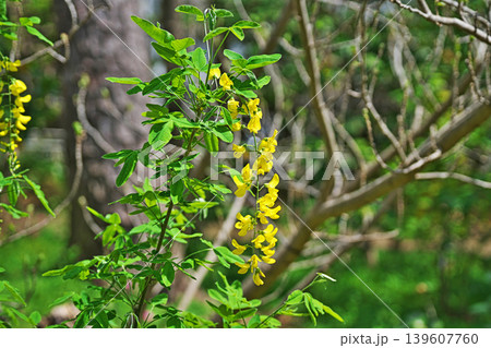 黄色いキングサリの花(春、四月) 黄色いキングサリの花(春、四月) 139607760