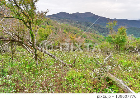 伊豆半島の伊豆山稜線歩道 棚場山に咲くシロヨメナ花畑と魂ノ山とミソウ台 伊豆半島の伊豆山稜線歩道 棚場山に咲くシロヨメナ花畑と魂ノ山とミソウ台 139607776