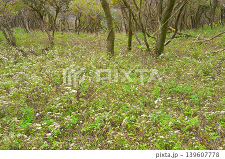 伊豆半島の伊豆山稜線歩道 棚場山に咲くシロヨメナの花畑 伊豆半島の伊豆山稜線歩道 棚場山に咲くシロヨメナの花畑 139607778