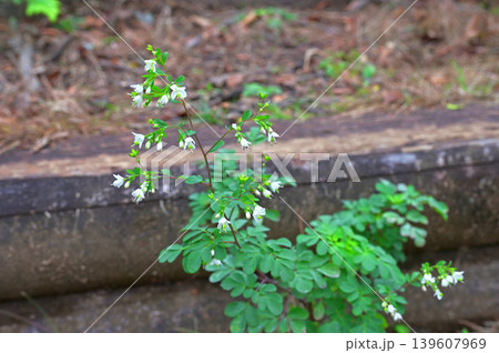 伊豆半島　伊豆山稜線歩道　棚場山　マツカゼソウ 139607969