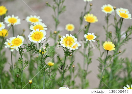 シュンギク（春菊）の花 139608445