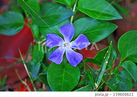 紫色のツルニチニチソウの花(春、四月) 紫色のツルニチニチソウの花(春、四月) 139608621