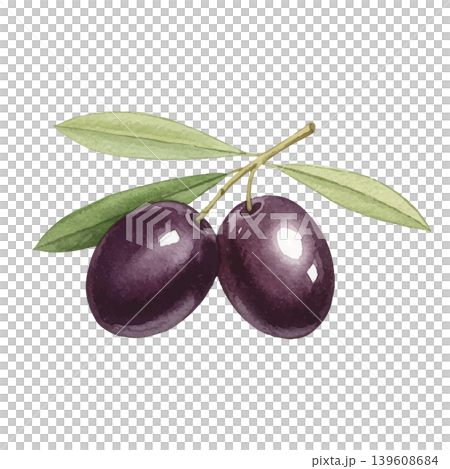 水彩風格的橄欖樹插圖 139608684