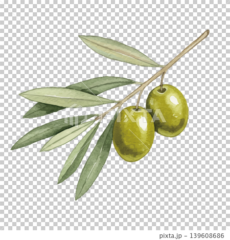 Watercolor-style illustration of an olive tree Watercolor-style illustration of an olive tree 139608686