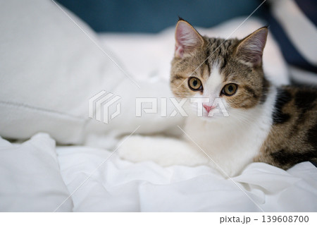 pet activity with scottish straight kitten play with fun and happiness pet activity with scottish straight kitten play with fun and happiness 139608700