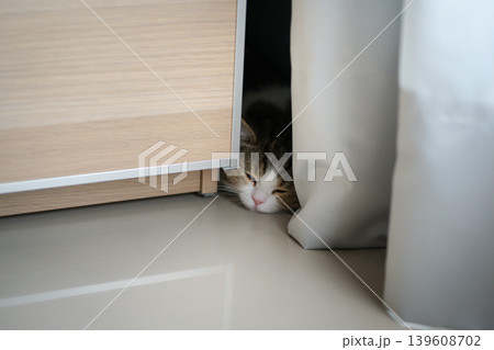 pet activity with scottish straight kitten sleep and relax 139608702