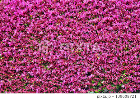 赤いベニバナトキワマンサクの花(春、四月) 赤いベニバナトキワマンサクの花(春、四月) 139608721