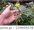 Small Wild Legume Pods with Yellow Flowers Held by Hand 139609578