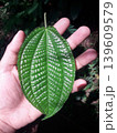 Close up Hand Holding Green Melastoma Malabathricum Leaf with Visible Veins 139609579