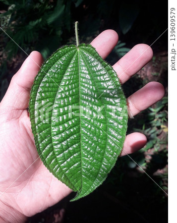 Close up Hand Holding Green Melastoma Malabathricum Leaf with Visible Veins Close up Hand Holding Green Melastoma Malabathricum Leaf with Visible Veins 139609579