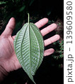 Close up Back Side of Senggani Leaf Showing Detailed Veins Texture 139609580