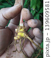 Close up of Fresh Temu Plenyeh Curcuma Rhizome Held by Hand 139609581