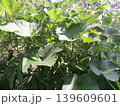 Large green pumpkin leaves and curling tendrils in a rural garden, Java, Indonesia 139609601