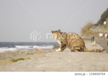 猫島の相島の海と野良猫 猫島の相島の海と野良猫 139609784