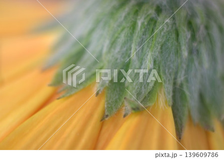 春と秋に咲く黄色ガーベラの花の裏側 139609786