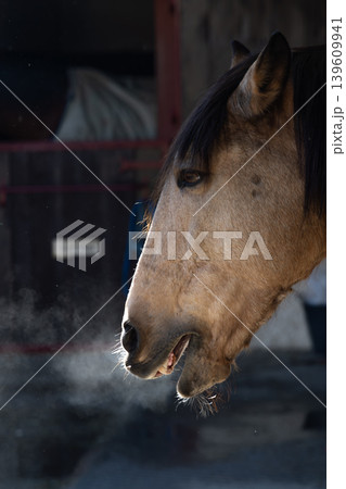 A Horse Muzzle Exhaling Vapor in Cold Air A Horse Muzzle Exhaling Vapor in Cold Air 139609941