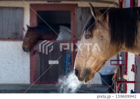 Brown Horse Head Exhaling Vapor Inside Stable	 139609942