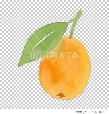 Watercolor-style illustration of a loquat 139610080