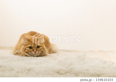 カーペットの上でこちら見る茶トラ猫 カーペットの上でこちら見る茶トラ猫 139610103