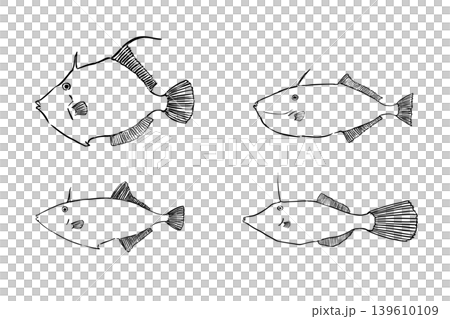 カワハギ4種セット　海水魚比較イラスト素材 139610109
