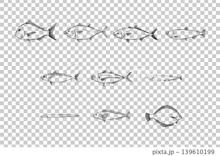 日本人が好きな魚セット 海鮮イラスト素材 日本人が好きな魚セット 海鮮イラスト素材 139610199