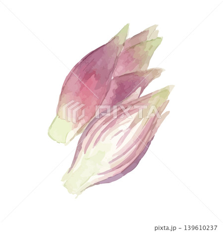 水彩風のミョウガのイラスト 水彩風のミョウガのイラスト 139610237