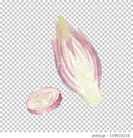 水彩風のミョウガのイラスト 水彩風のミョウガのイラスト 139610238
