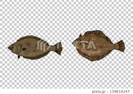 ヒラメとカレイの比較イラスト 海水魚素材 ヒラメとカレイの比較イラスト 海水魚素材 139610247