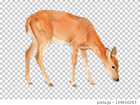 水彩風格的鹿插圖 139610263