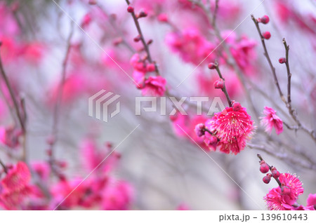 梅林公園 梅林公園 139610443
