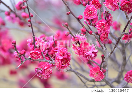 梅林公園 梅林公園 139610447