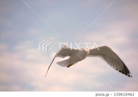 Seagull Flying in Soft Sky.A graceful white seagull soars through a hazy pastel blue sky with wings spread wide. Perfect for nature, travel, and freedom-themed designs. 139610462