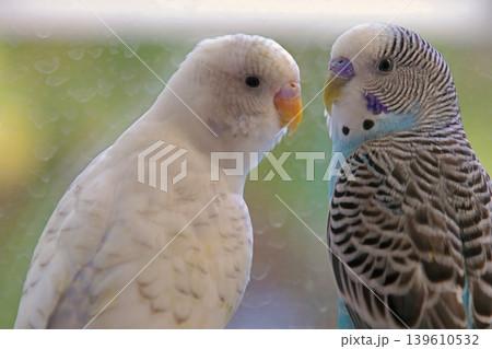 A serene close-up of a white domestic budgerigar (parakeet), captured in a soft-focus portrait. A serene close-up of a white domestic budgerigar (parakeet), captured in a soft-focus portrait. 139610532