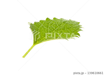 Mint leaf shows bright green color and texture, PNG Mint leaf shows bright green color and texture, PNG 139610661