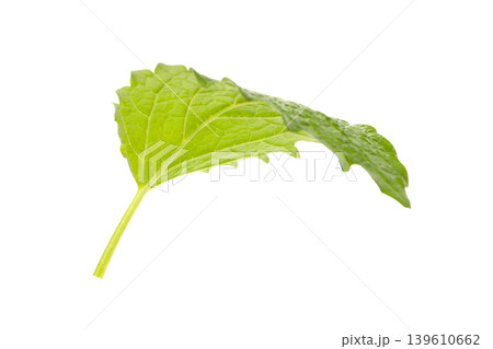 Green mint leaf with visible veins and texture, PNG Green mint leaf with visible veins and texture, PNG 139610662