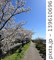 桜並木と青空の遊歩道 139610696
