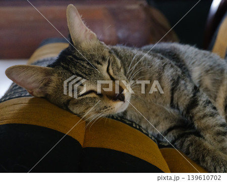 cat lying on a bed cat lying on a bed 139610702