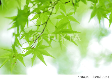新緑の季節 新緑の季節 139610963