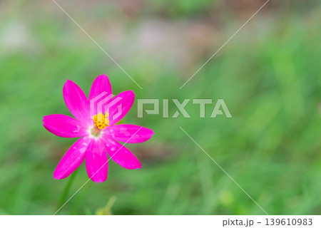 Bright pink cosmos flower blooming in garden with soft green blurred background and natural sunlight creating fresh peaceful outdoor atmosphere Bright pink cosmos flower blooming in garden with soft green blurred background and natural sunlight creating fresh peaceful outdoor atmosphere 139610983