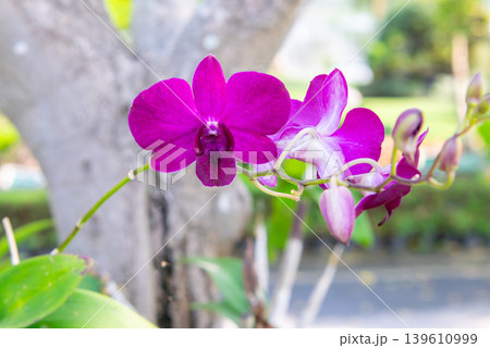 Purple orchid flowers blooming on branch with soft natural background and tropical garden atmosphere in daylight Purple orchid flowers blooming on branch with soft natural background and tropical garden atmosphere in daylight 139610999