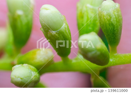 Macro closeup of fresh green flower buds with soft pink background and natural texture in garden environment 139611000